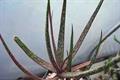 Aloe 